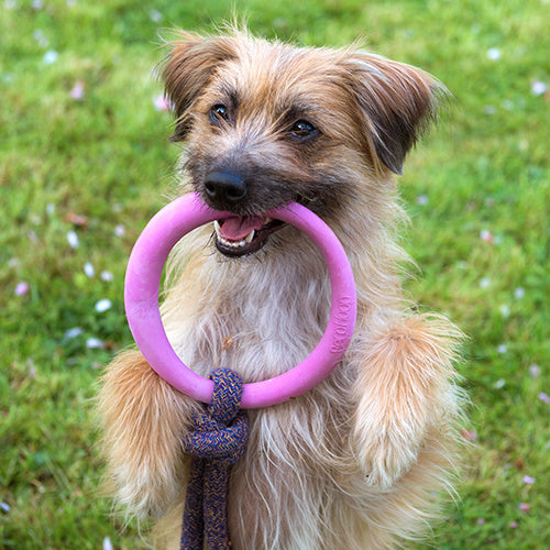 Beco Hoop on a Rope - Beco Pets